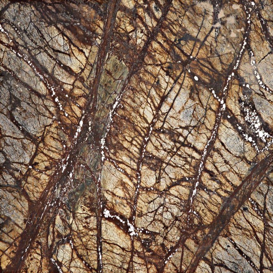 rainforest brown